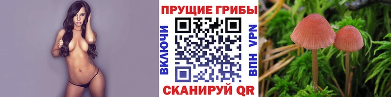Галлюциногенные грибы MAGIC MUSHROOMS  наркота  Ясногорск 